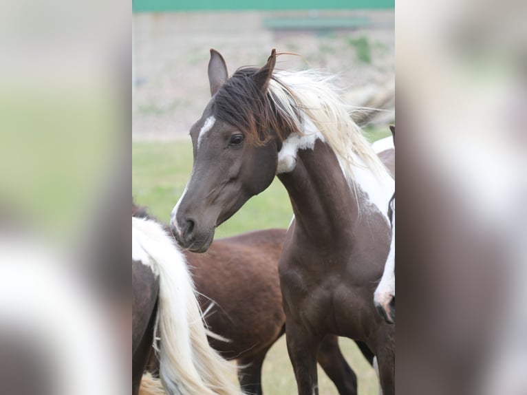 Koń półkrwi arabskiej (Arabian Partbred) Klacz 9 lat 153 cm Srokata in Löwenberger Land