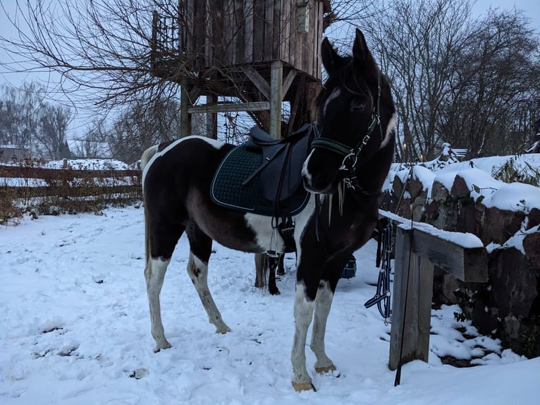 Koń półkrwi arabskiej (Arabian Partbred) Klacz 9 lat 153 cm Srokata in Löwenberger Land