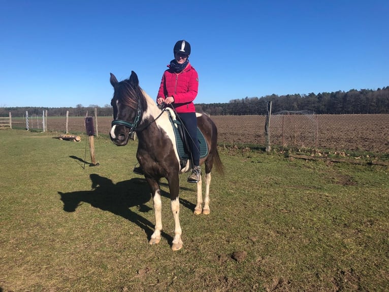 Koń półkrwi arabskiej (Arabian Partbred) Klacz 9 lat 153 cm Srokata in Löwenberger Land