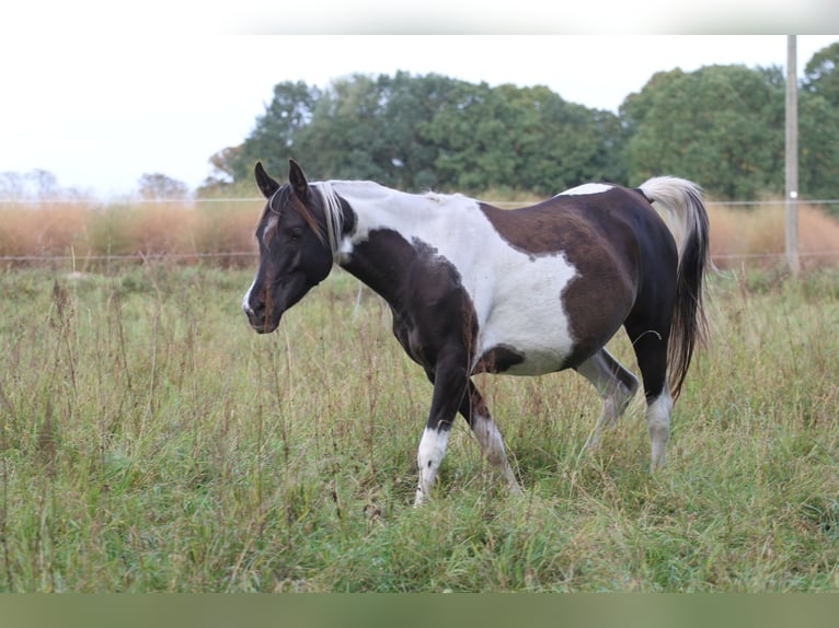 Koń półkrwi arabskiej (Arabian Partbred) Klacz 9 lat 153 cm Srokata in Löwenberger Land