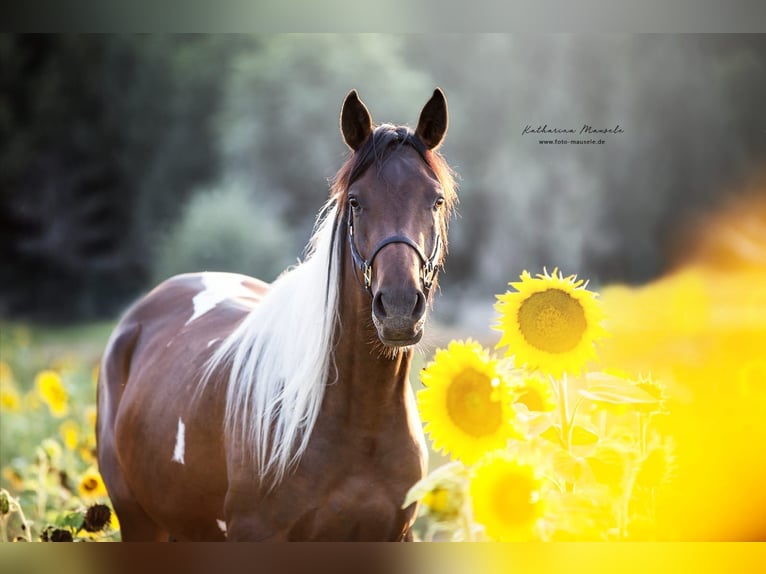 Koń półkrwi arabskiej (Arabian Partbred) Klacz 9 lat 158 cm Srokata in Kammeltal