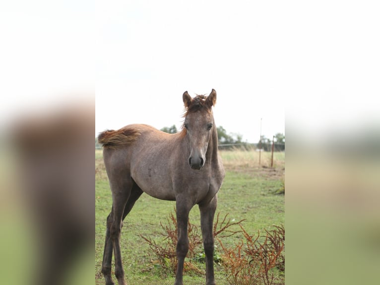 Koń półkrwi arabskiej (Arabian Partbred) Klacz Źrebak (04/2026) 150 cm Może być siwy in Stechlin