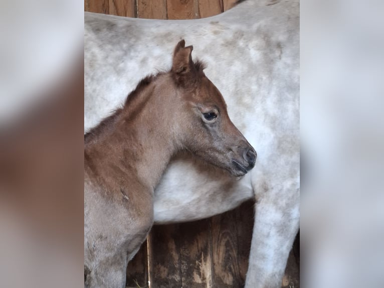 Koń półkrwi arabskiej (Arabian Partbred) Klacz Źrebak (04/2026) 150 cm Może być siwy in Stechlin