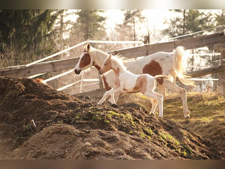Koń półkrwi arabskiej (Arabian Partbred) Klacz Źrebak (02/2026) 154 cm Izabelowata in Keutschach