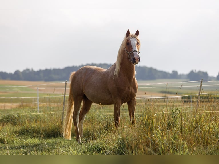 Koń półkrwi arabskiej (Arabian Partbred) Klacz Źrebak (05/2025) 154 cm Kasztanowatodereszowata in Hohenstein Bernloch