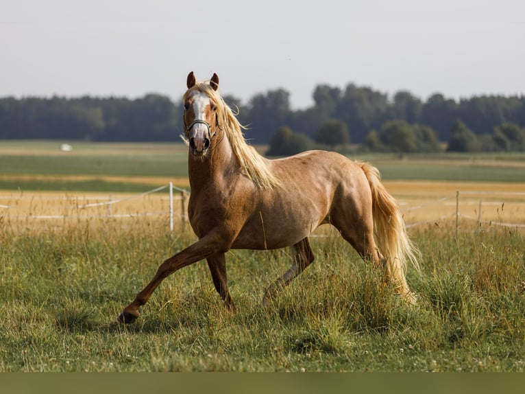 Koń półkrwi arabskiej (Arabian Partbred) Klacz Źrebak (05/2025) 154 cm Kasztanowatodereszowata in Hohenstein Bernloch
