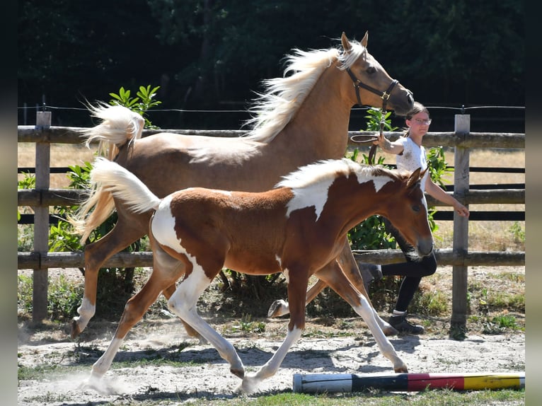 Koń półkrwi arabskiej (Arabian Partbred) Klacz Źrebak (04/2026) 154 cm Tobiano wszelkich maści in Mörsdorf