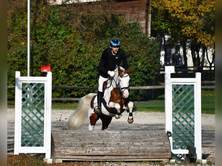 Koń półkrwi arabskiej (Arabian Partbred) Klacz Źrebak (04/2026) 154 cm Tobiano wszelkich maści in Mörsdorf