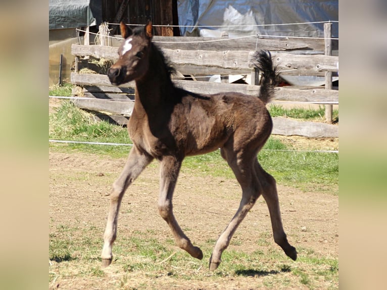 Koń półkrwi arabskiej (Arabian Partbred) Klacz Źrebak (03/2026) 155 cm Kara in Keutschach