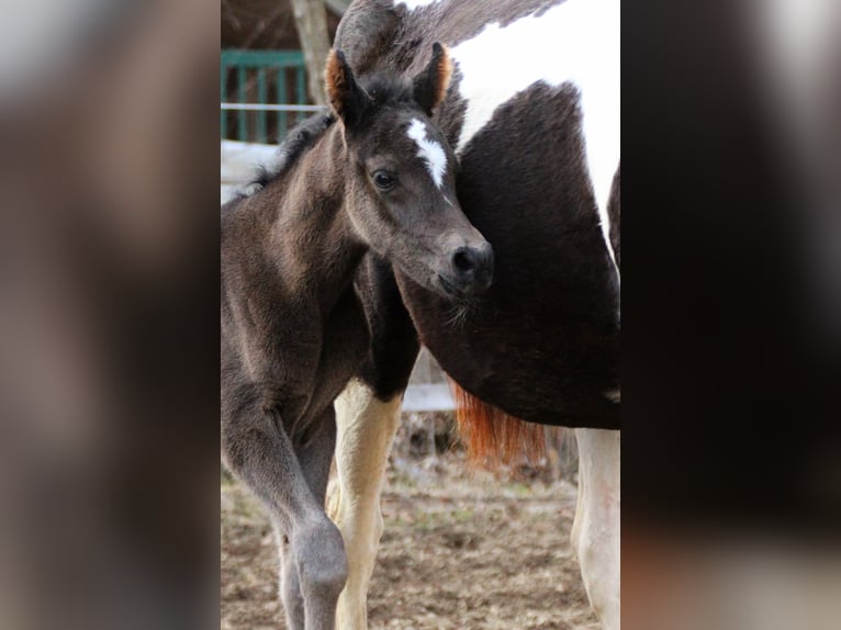 Koń półkrwi arabskiej (Arabian Partbred) Klacz Źrebak (03/2026) 155 cm Kara in Keutschach
