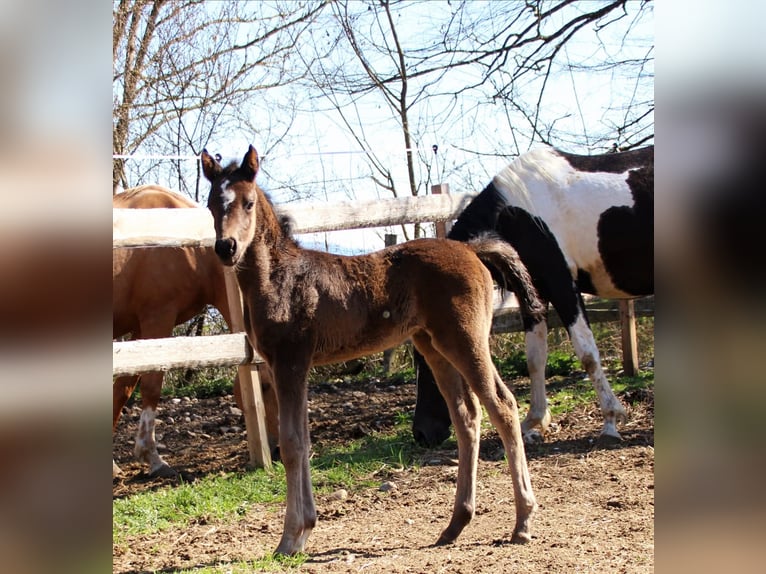 Koń półkrwi arabskiej (Arabian Partbred) Klacz Źrebak (03/2026) 155 cm Kara in Keutschach