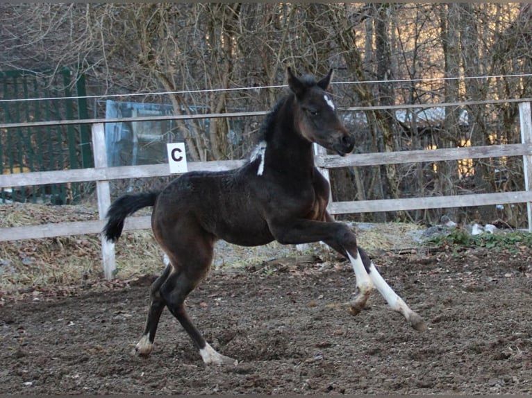Koń półkrwi arabskiej (Arabian Partbred) Klacz Źrebak (01/2026) 155 cm Srokata in Plaschischen