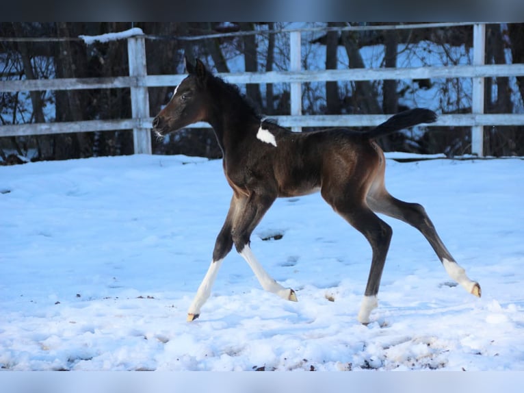 Koń półkrwi arabskiej (Arabian Partbred) Klacz Źrebak (01/2026) 155 cm Srokata in Plaschischen