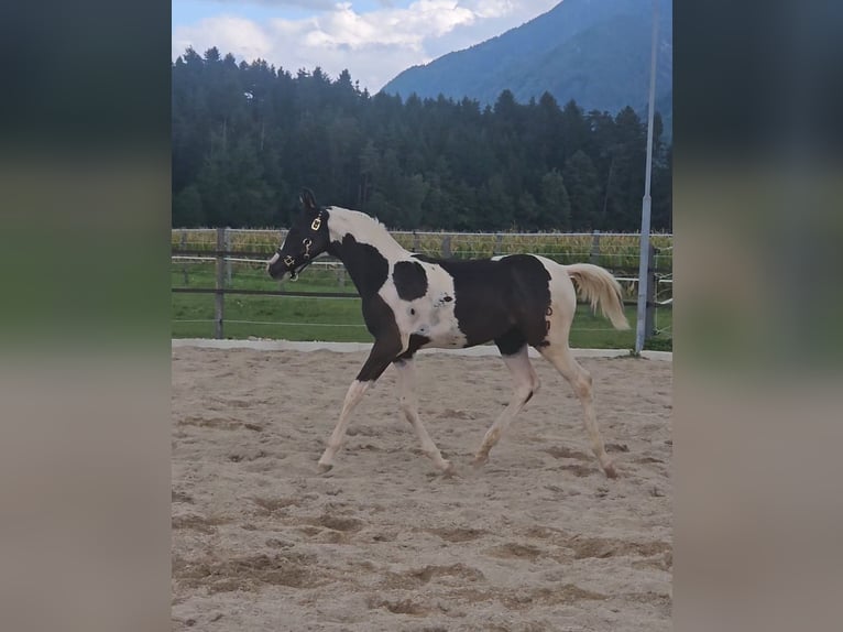 Koń półkrwi arabskiej (Arabian Partbred) Klacz Źrebak (04/2025) 155 cm Tobiano wszelkich maści in St. Stefan / Šteben Koń półkrwi arabskiej (Arabian Partbred) Klacz Źrebak (04/2025) 155 cm Tobiano wszelkich maści in St. Stefan / Šteben