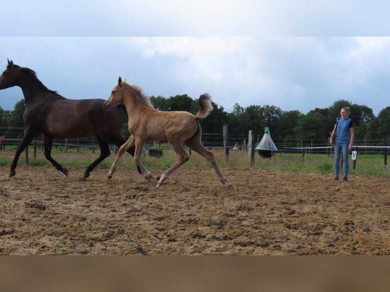 Koń półkrwi arabskiej (Arabian Partbred) Klacz  162 cm Jelenia in Wapse