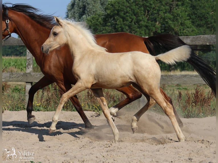 Koń półkrwi arabskiej (Arabian Partbred) Klacz Źrebak (05/2026) Izabelowata in Helvoirt