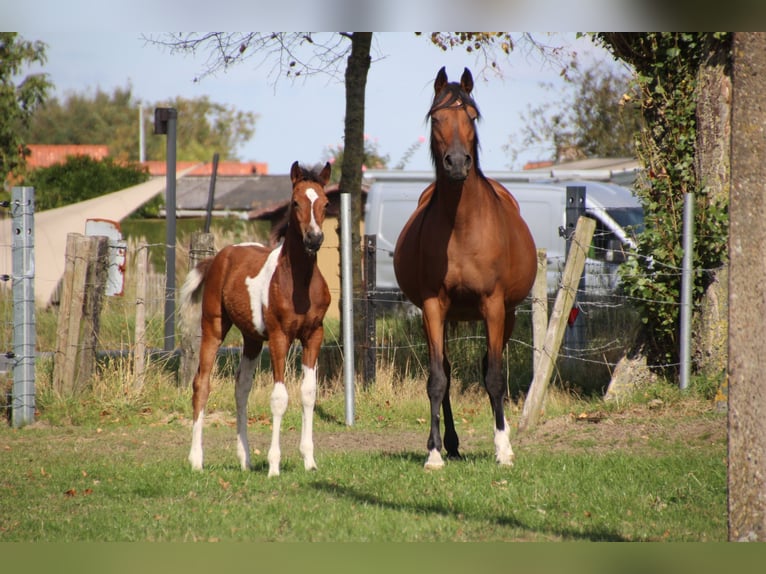 Koń półkrwi arabskiej (Arabian Partbred) Mix Klacz Źrebak (05/2025) Srokata in Hooglede