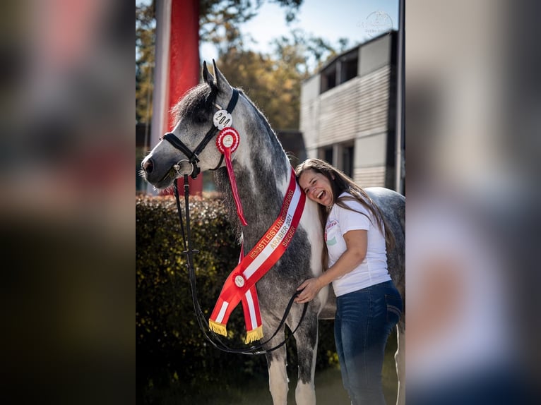 Koń półkrwi arabskiej (Arabian Partbred) Ogier 10 lat 155 cm Siwa in Puchberg