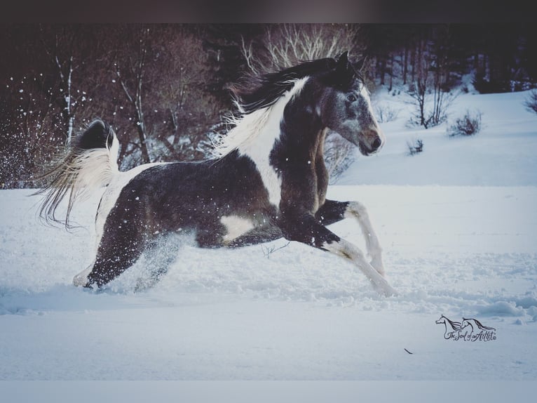 Koń półkrwi arabskiej (Arabian Partbred) Ogier 10 lat 155 cm Siwa in Puchberg