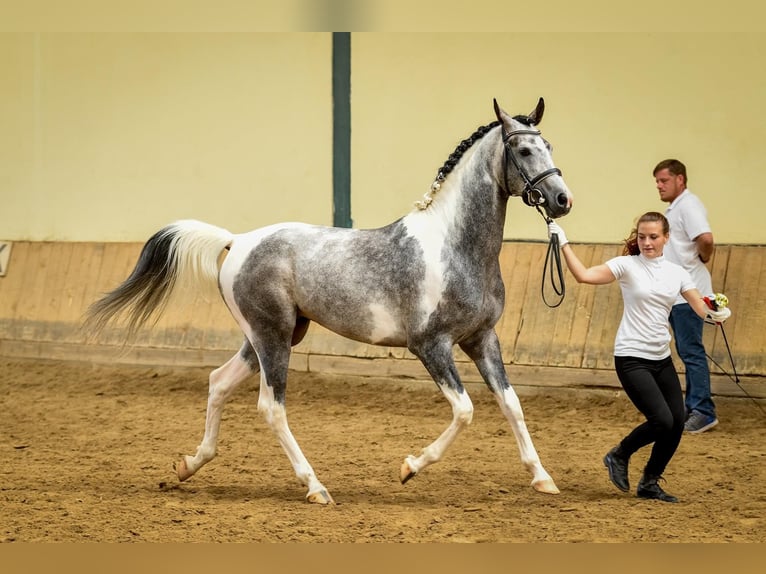 Koń półkrwi arabskiej (Arabian Partbred) Ogier 10 lat 155 cm Siwa in Puchberg