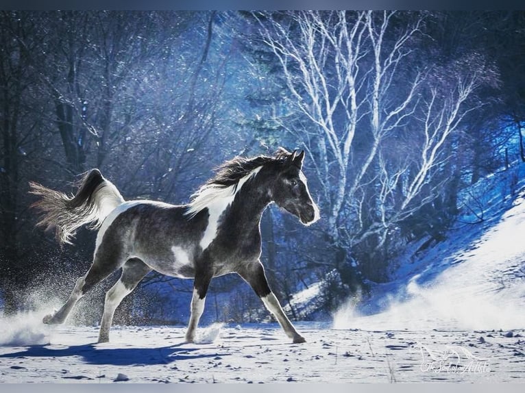 Koń półkrwi arabskiej (Arabian Partbred) Ogier 10 lat 155 cm Siwa in Puchberg