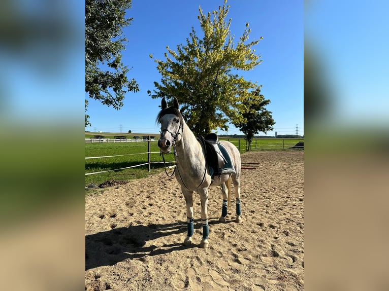 Koń półkrwi arabskiej (Arabian Partbred) Ogier 10 lat 155 cm Siwa in Puchberg