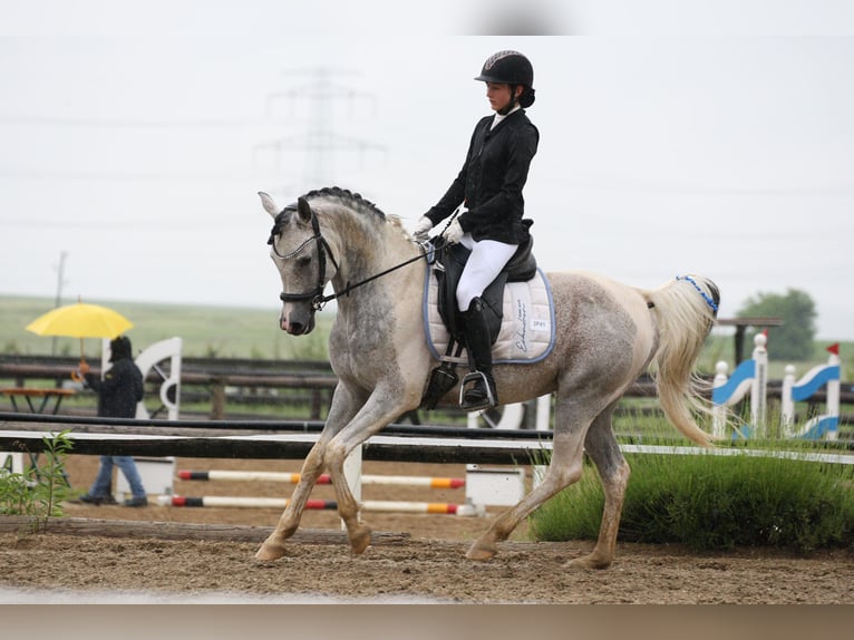 Koń półkrwi arabskiej (Arabian Partbred) Ogier 10 lat 155 cm Siwa in Puchberg