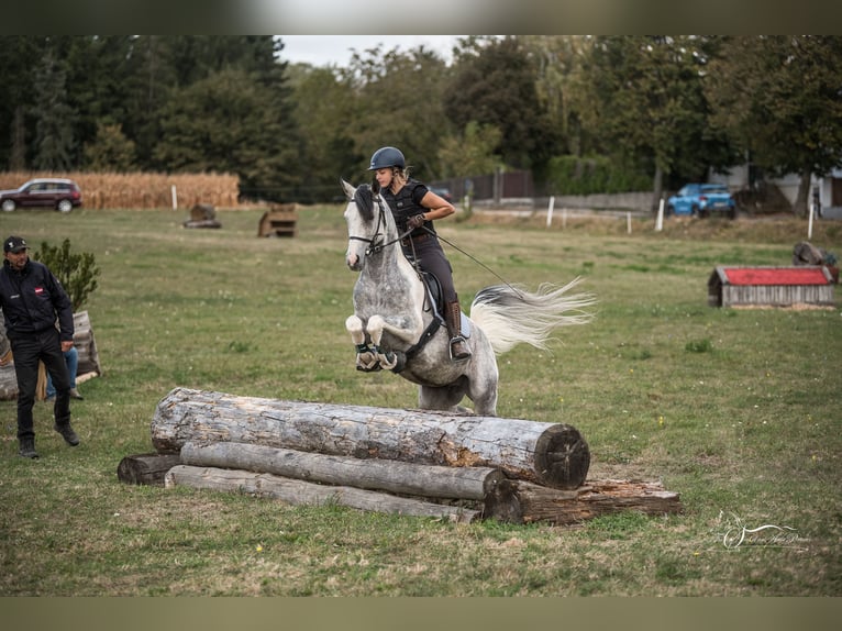 Koń półkrwi arabskiej (Arabian Partbred) Ogier 10 lat 155 cm Siwa in Puchberg