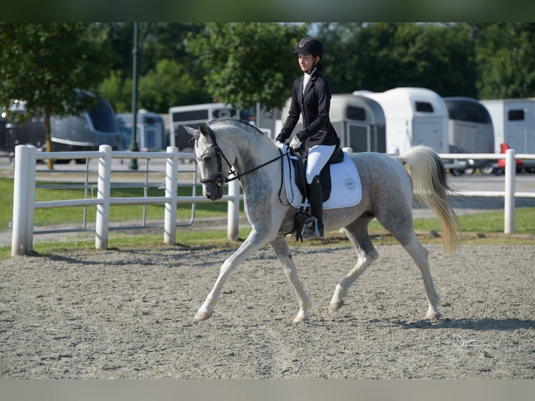 Koń półkrwi arabskiej (Arabian Partbred) Ogier 10 lat 155 cm Siwa in Puchberg