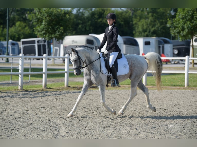 Koń półkrwi arabskiej (Arabian Partbred) Ogier 11 lat 155 cm Siwa in Puchberg