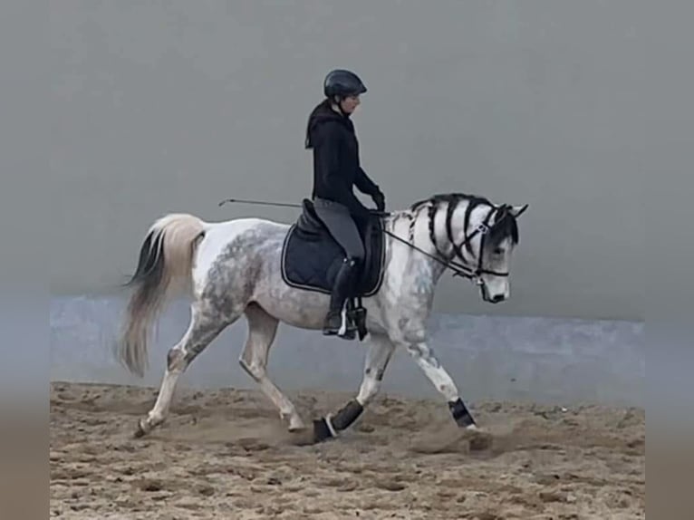 Koń półkrwi arabskiej (Arabian Partbred) Ogier 11 lat 155 cm Siwa in Puchberg