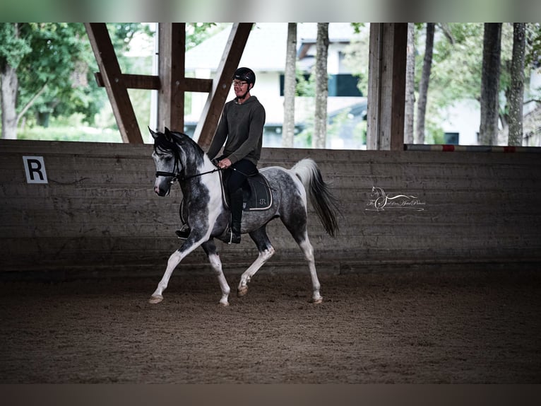 Koń półkrwi arabskiej (Arabian Partbred) Ogier 11 lat 155 cm Siwa in Puchberg