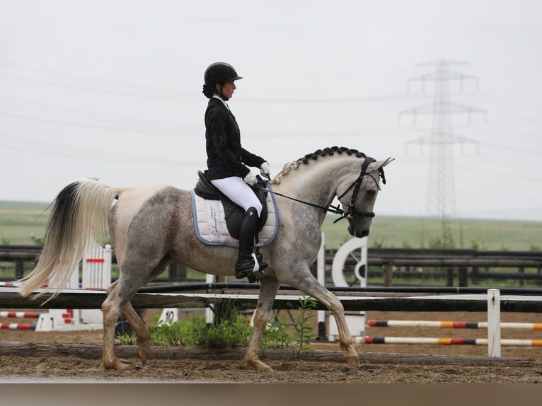 Koń półkrwi arabskiej (Arabian Partbred) Ogier 11 lat 155 cm Siwa in Puchberg