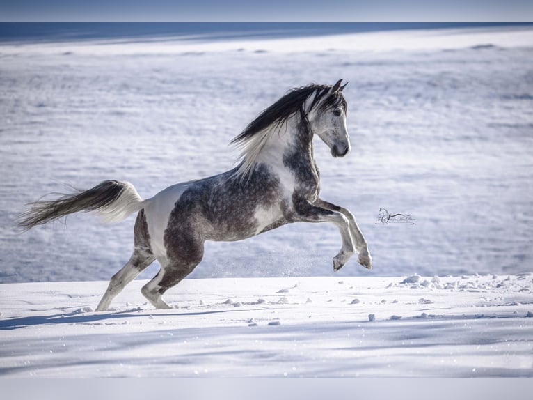 Koń półkrwi arabskiej (Arabian Partbred) Ogier 11 lat 155 cm Siwa in Puchberg