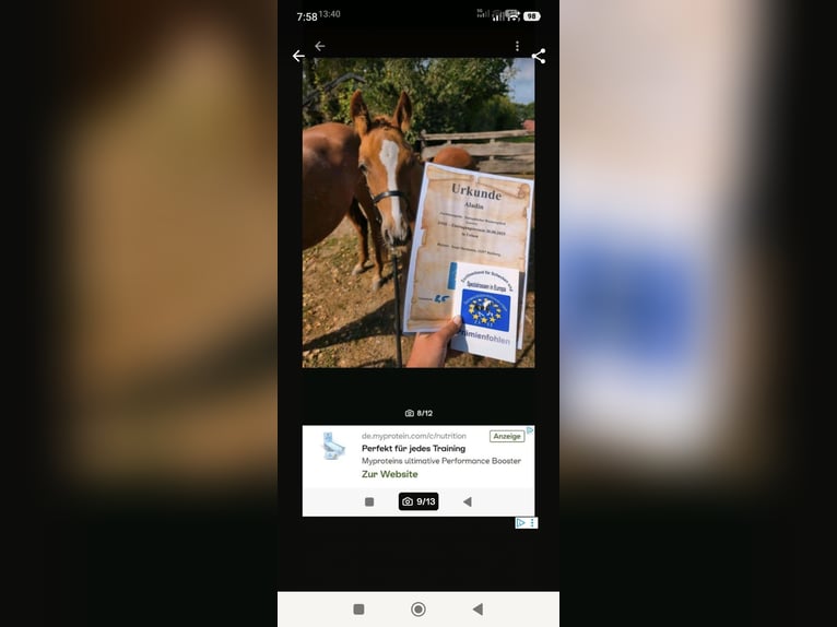 Koń półkrwi arabskiej (Arabian Partbred) Ogier 1 Rok 148 cm Kasztanowata in Rietberg