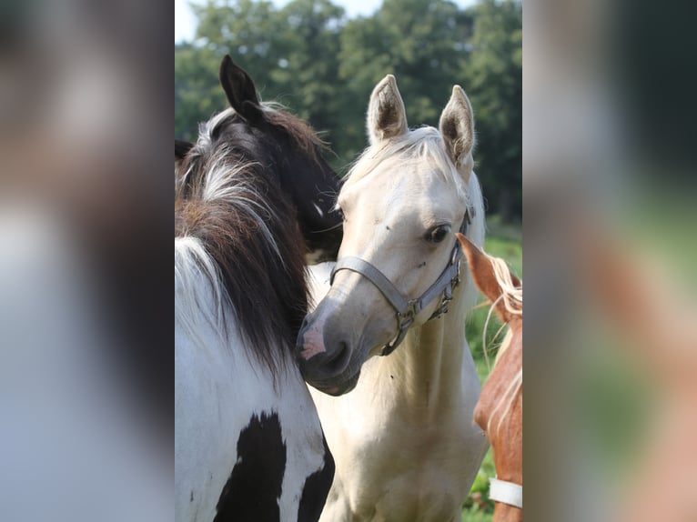 Koń półkrwi arabskiej (Arabian Partbred) Ogier 1 Rok 152 cm Izabelowata in Gransee
