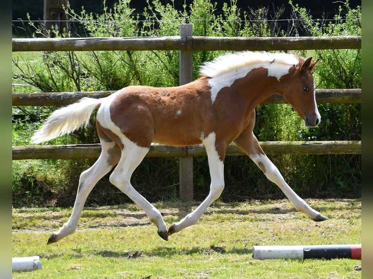 Koń półkrwi arabskiej (Arabian Partbred) Ogier 1 Rok 152 cm Tobiano wszelkich maści in Mörsdorf