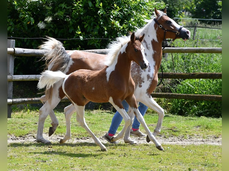 Koń półkrwi arabskiej (Arabian Partbred) Ogier 1 Rok 152 cm Tobiano wszelkich maści in Mörsdorf