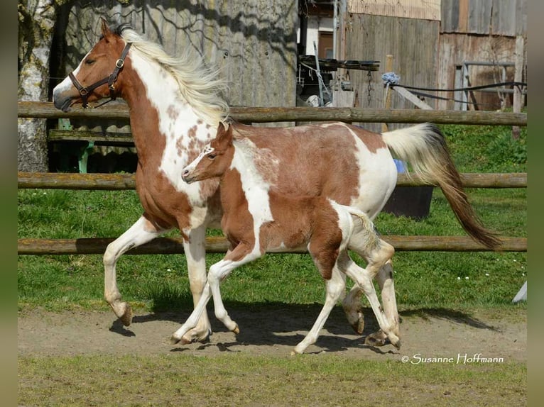 Koń półkrwi arabskiej (Arabian Partbred) Ogier 1 Rok 152 cm Tobiano wszelkich maści in Mörsdorf
