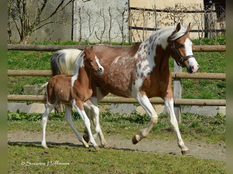 Koń półkrwi arabskiej (Arabian Partbred) Ogier 1 Rok 152 cm Tobiano wszelkich maści in Mörsdorf