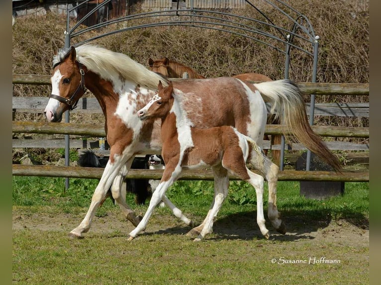 Koń półkrwi arabskiej (Arabian Partbred) Ogier 1 Rok 152 cm Tobiano wszelkich maści in Mörsdorf