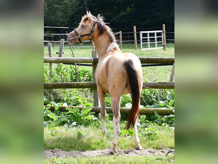 Koń półkrwi arabskiej (Arabian Partbred) Ogier 1 Rok 152 cm Tobiano wszelkich maści in Mörsdorf