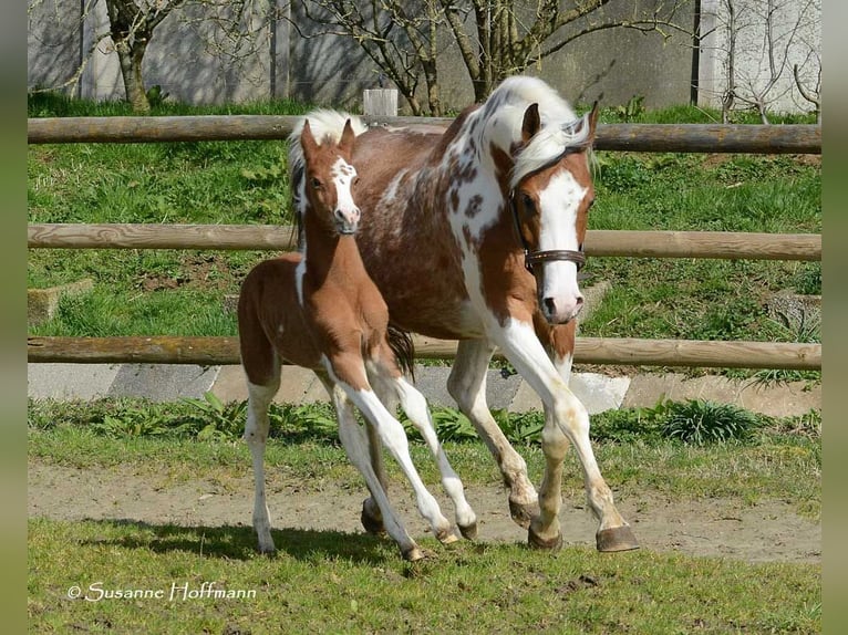 Koń półkrwi arabskiej (Arabian Partbred) Ogier 1 Rok 152 cm Tobiano wszelkich maści in Mörsdorf