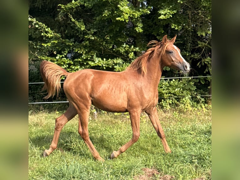 Koń półkrwi arabskiej (Arabian Partbred) Ogier 1 Rok 155 cm Ciemnokasztanowata in SOUCHT