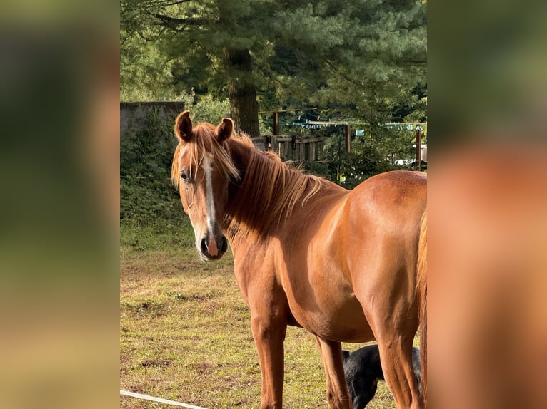 Koń półkrwi arabskiej (Arabian Partbred) Ogier 1 Rok 155 cm Ciemnokasztanowata in SOUCHT