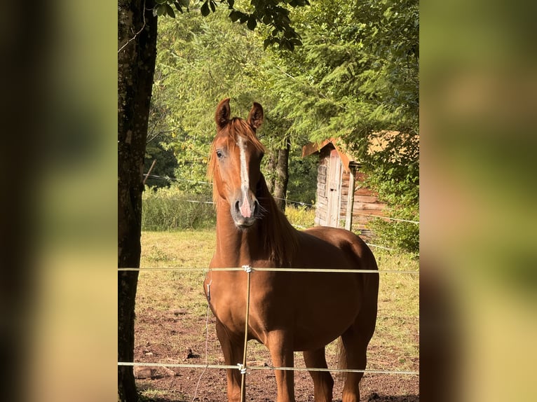 Koń półkrwi arabskiej (Arabian Partbred) Ogier 1 Rok 155 cm Ciemnokasztanowata in SOUCHT