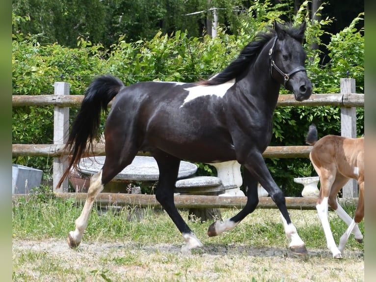 Koń półkrwi arabskiej (Arabian Partbred) Ogier 1 Rok 155 cm Szampańska in Mörsdorf