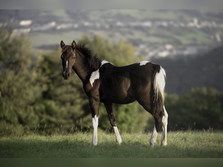 Koń półkrwi arabskiej (Arabian Partbred) Ogier 1 Rok 155 cm Tobiano wszelkich maści in Banská Bystrica