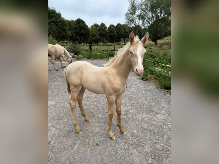 Koń półkrwi arabskiej (Arabian Partbred) Ogier 1 Rok Perlino in Gemmenich