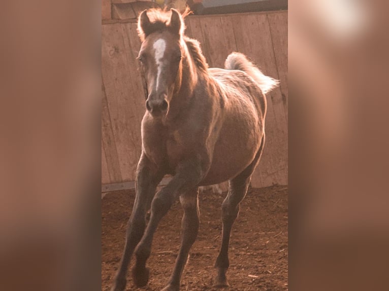 Koń półkrwi arabskiej (Arabian Partbred) Mix Ogier 1 Rok Siwa in Alfdorf